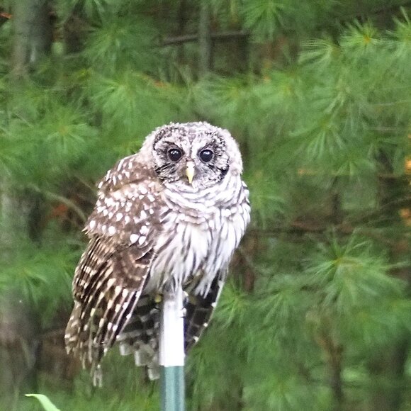 Meet CB Auder - Picture 3 of 5